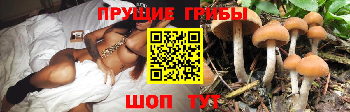 Псилоцибиновые грибы Cubensis  Вход с VPN  Псилоцибиновые грибы Psilocybine cubensis  Выборг 
